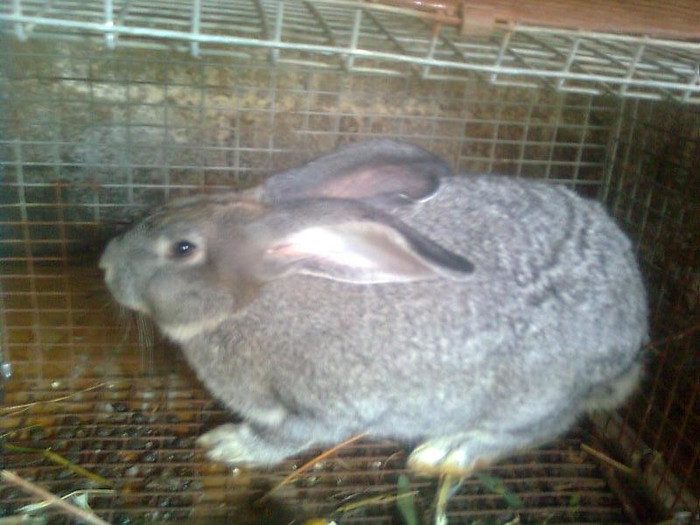 d-nul IEPUROI - iepuri-comuni 2011