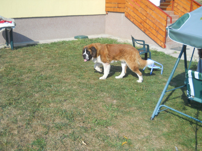 octombrie 2011 010 - benny