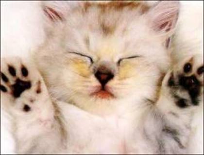 labos de somnoros - pisicute amuzante