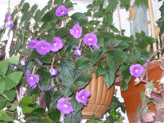 Purple King - Achimenes