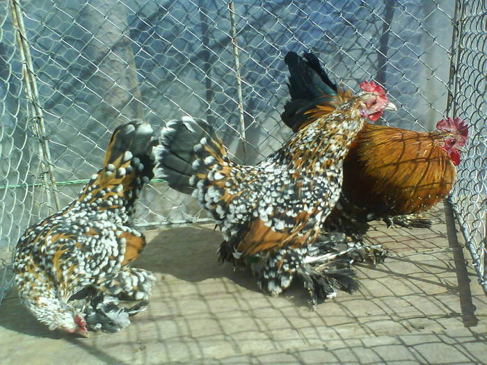 familie  mii de flori  rosu-negru-alb 1