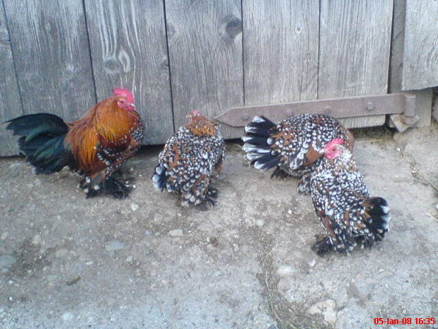 familie  mii de flori  rosu-negru-alb 2