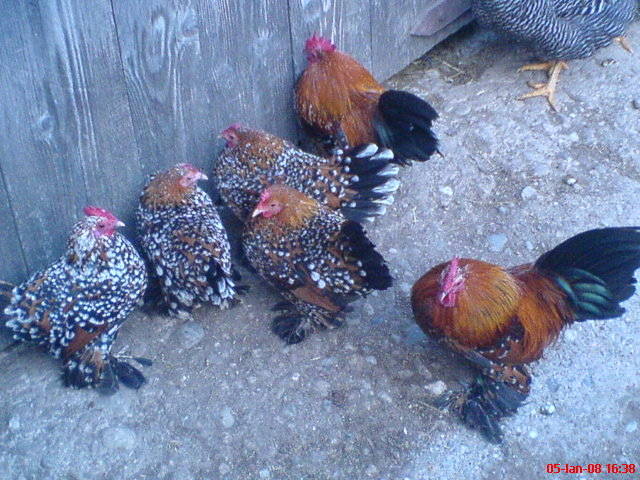 familie  mii de flori  rosu-negru-alb 4