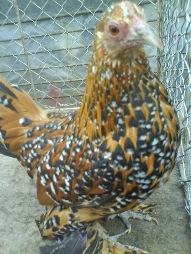 femela  mii de flori  rosu-negru-alb