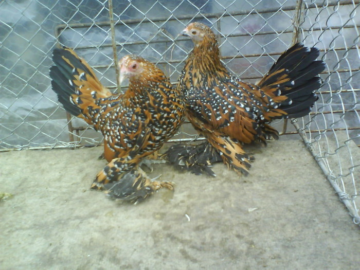 femele mii de flori  rosu-negru-alb 1