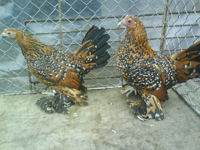 femele  mii de flori  rosu-negru-alb 2