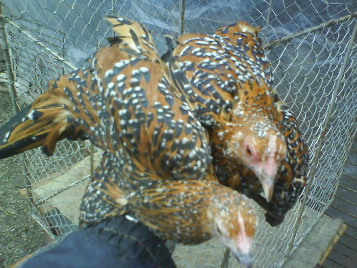 femele  mii de flori  rosu-negru-alb 3