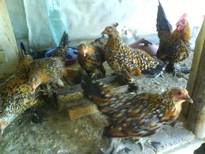 tineret  mii de flori  rosu-negru-alb 1