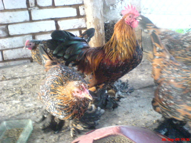 tineret  mii de flori  rosu-negru-alb 2