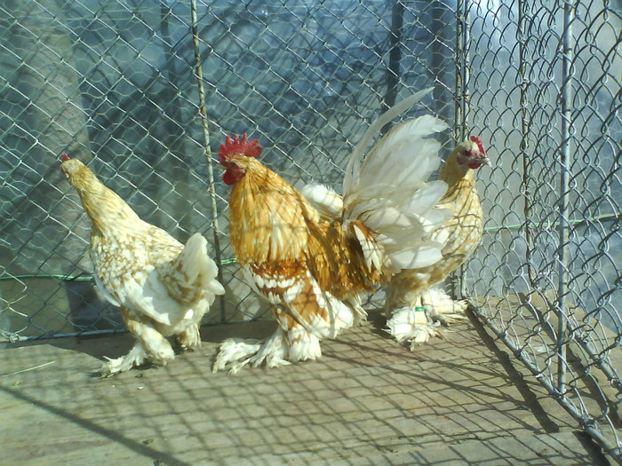 mii de flori alb galben familie 2