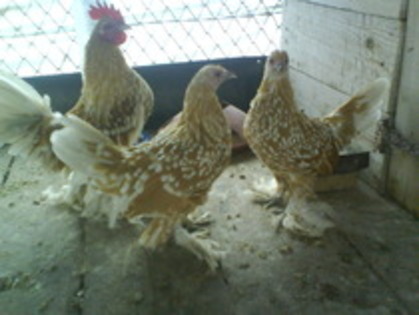 tineret mii de flori alb galben 3