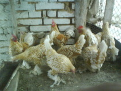 matca mii de flori alb galben 3