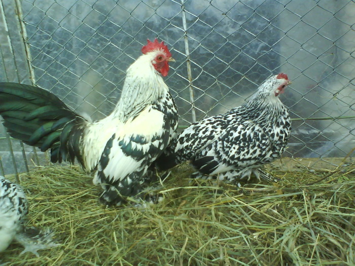 mii de flori argintiu 1