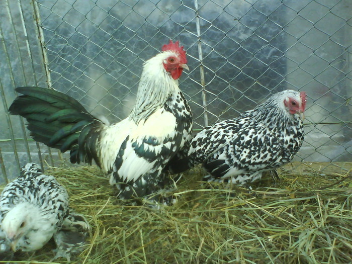 mii de flori argintiu 2