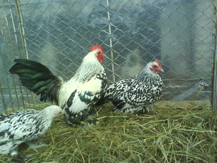 mii de flori argintiu 3