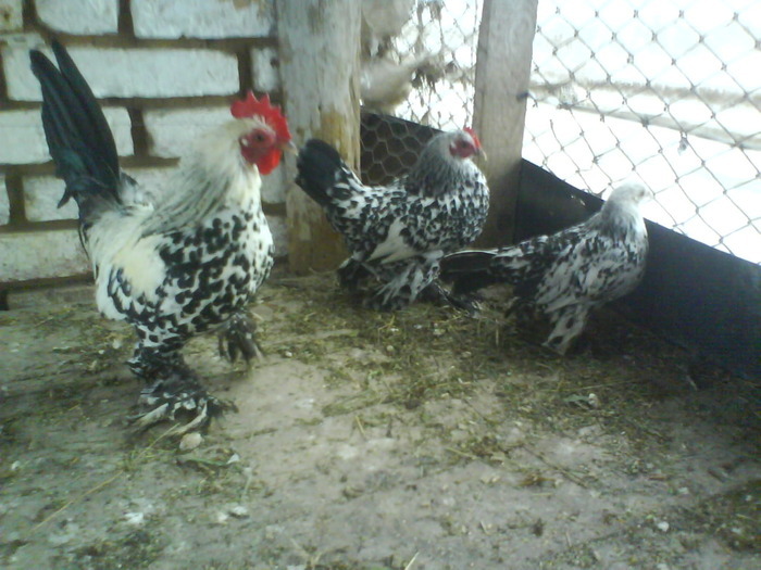 familie mii de flori argintiu 2