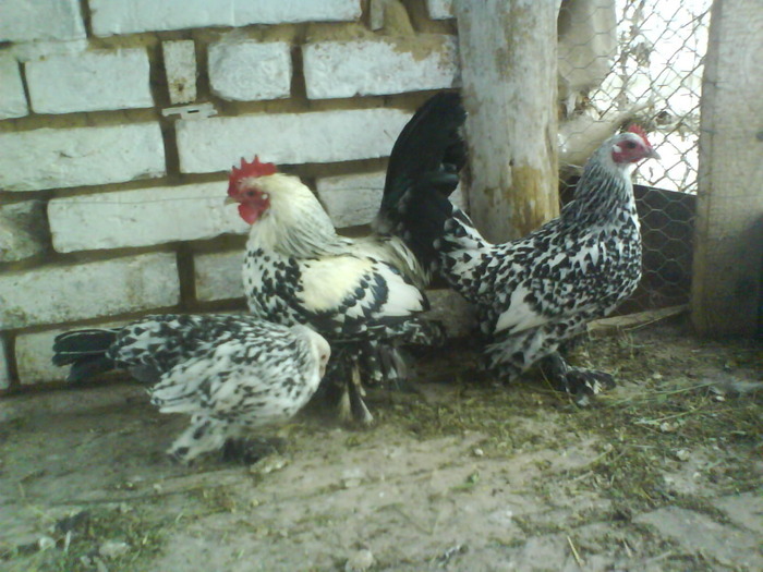 familie mii de flori argintiu 4