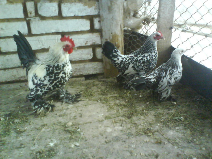 familie mii de flori argintiu 5