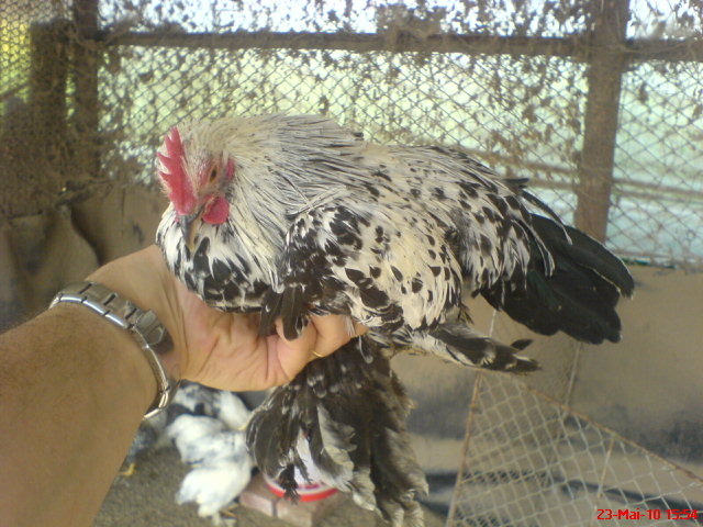 mii de flori argintiu tineret mascul