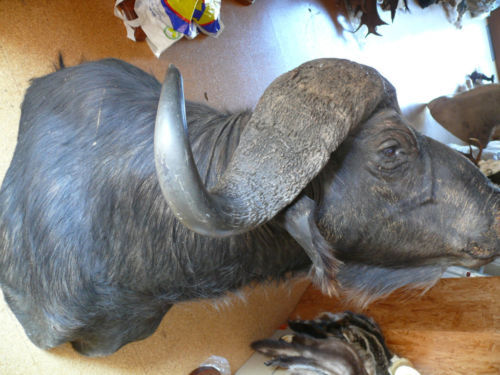 12 - Trofee naturalizate profesional