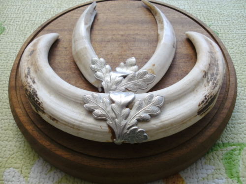 Colti de fagocer = 875 de lei