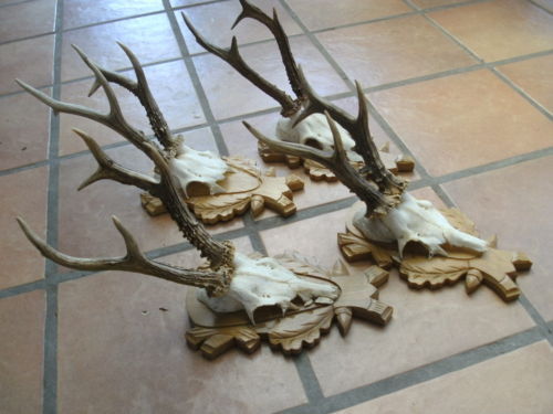 Capriori mari pe panoplii sculptate _900 de lei