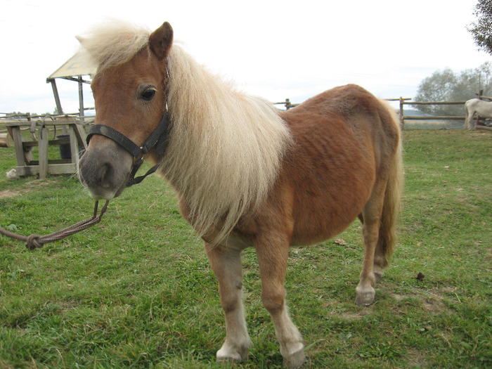 IMG_3858 - VANZARI PONEI 1