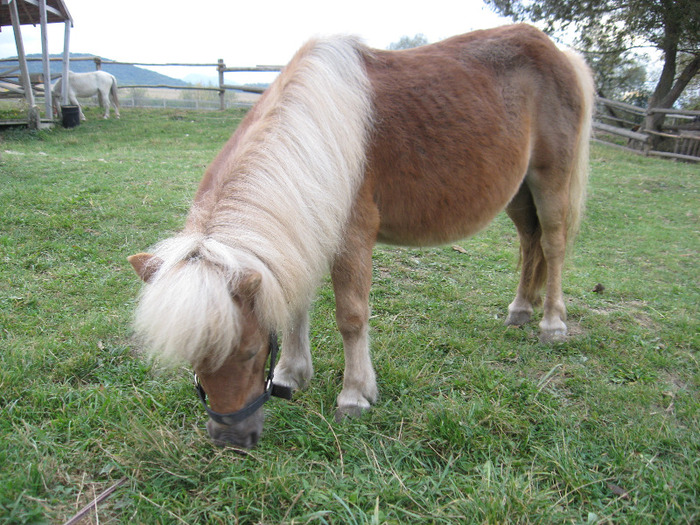 IMG_3863 - VANZARI PONEI 1