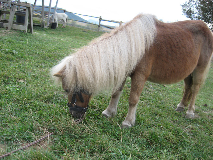 IMG_3864 - VANZARI PONEI 1