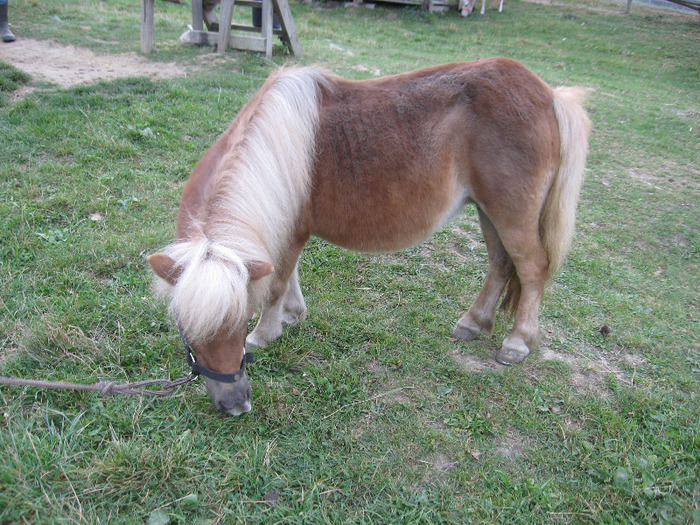 IMG_3867 - VANZARI PONEI 1