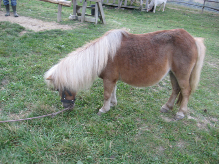 IMG_3868 - VANZARI PONEI 1