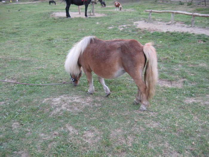 IMG_3870 - VANZARI PONEI 1