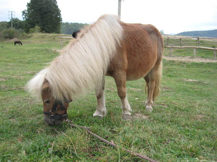 IMG_3874 - VANZARI PONEI 1