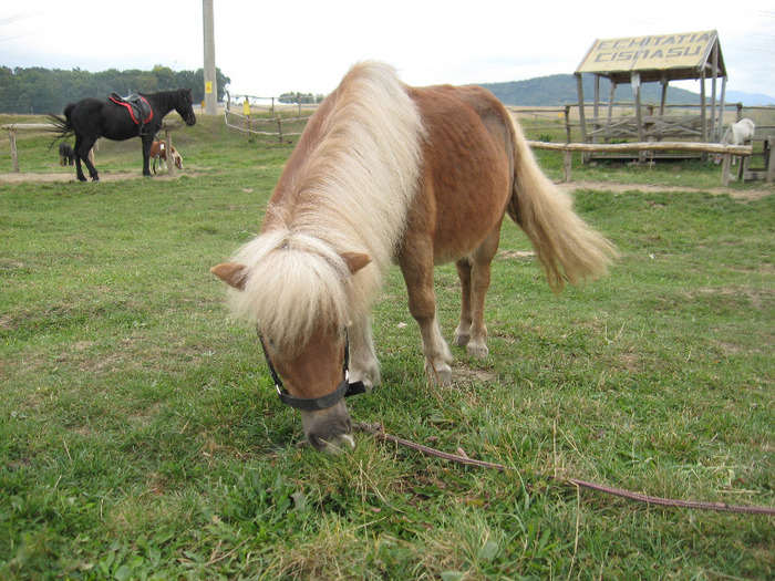 IMG_3875 - VANZARI PONEI 1