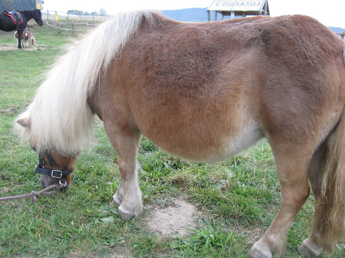 IMG_3876 - VANZARI PONEI 1