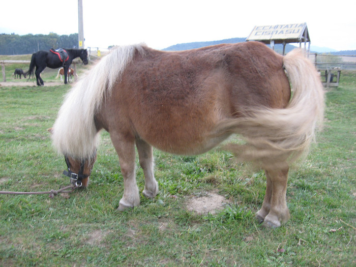 IMG_3879 - VANZARI PONEI 1