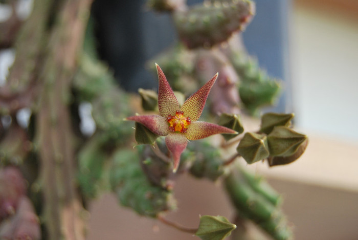 Piaranthus germinatus v.foetidus - Suculente