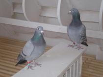 7110868 - porumbei 2010