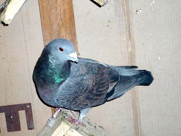 image - porumbei 2010