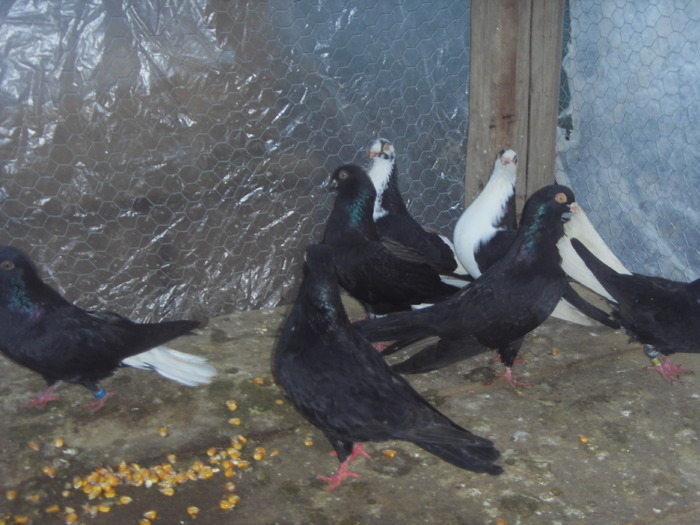 OEXAKWQAQBMUGSYWRHP - porumbei 2010