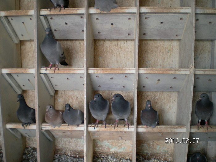 10653735_RUYKNSUXF - Pui noi