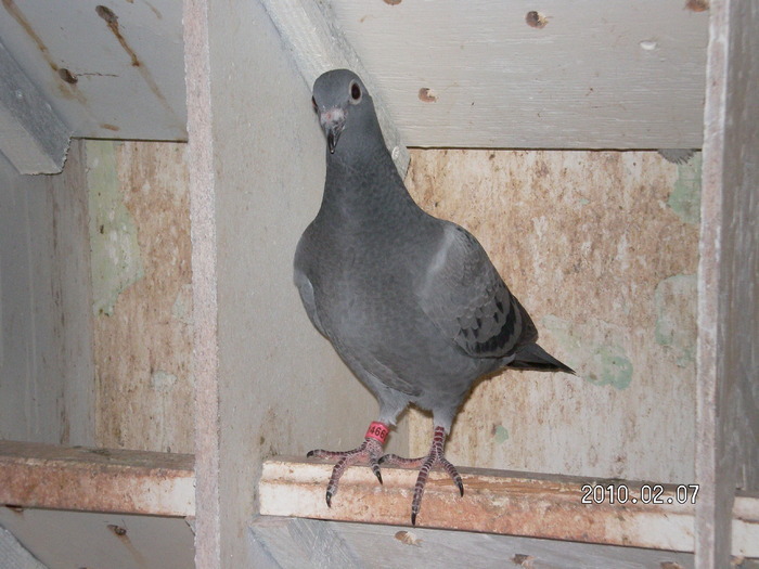 10653738_JHKGGXRWQ - Pui noi