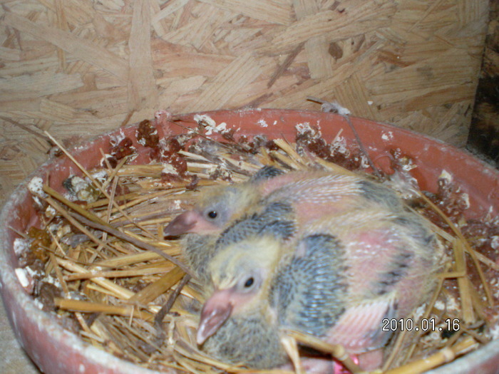 KGGNPGOBYASZHNCQOXI - Pui noi