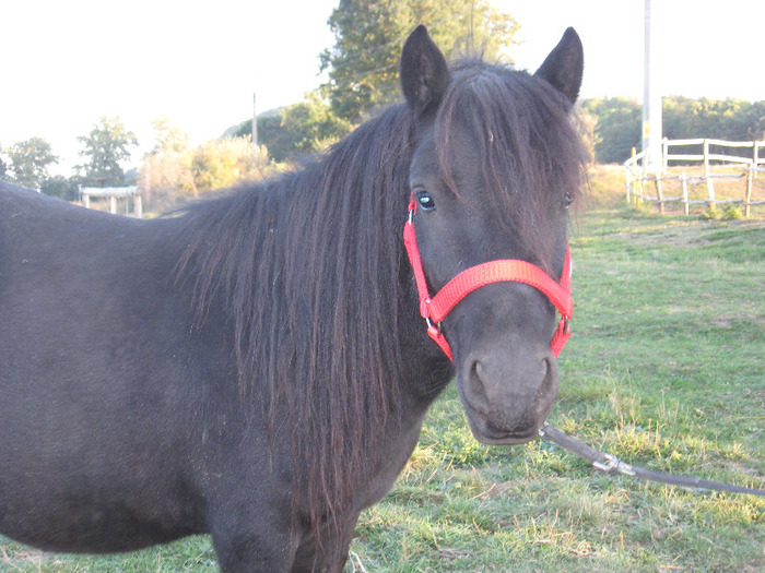 IMG_4070 - VANZARI PONEI 1