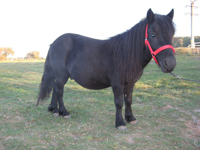 IMG_4071 - VANZARI PONEI 1