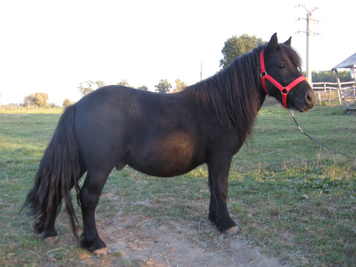 IMG_4072 - VANZARI PONEI 1