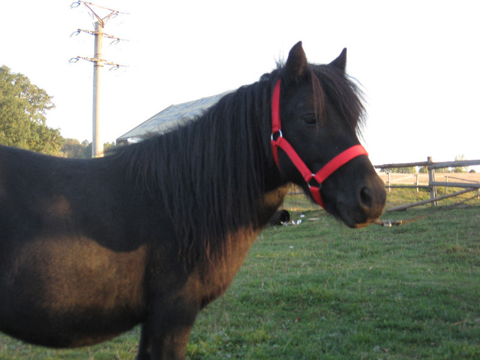 IMG_4077 - VANZARI PONEI 1