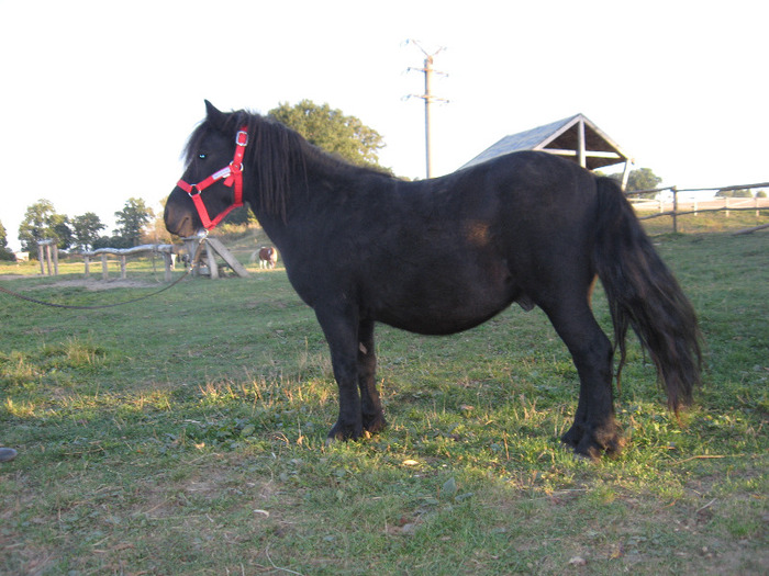 IMG_4079 - VANZARI PONEI 1