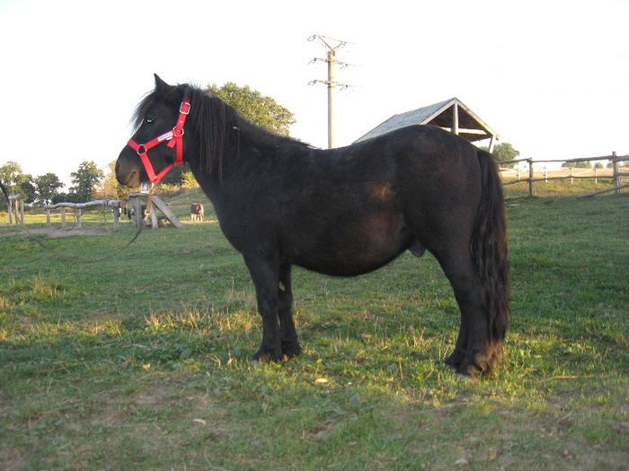 IMG_4080 - VANZARI PONEI 1