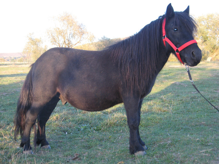 IMG_4088 - VANZARI PONEI 1